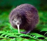 kiwi