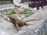 Summer 2008 (Cuba). Another iguana