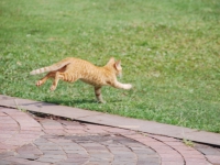 Thailand, Indonesia, Singapore (winter 2010). Ginger-three