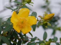 Thailand, Indonesia, Singapore (winter 2010). Climbing Mount Merapi. Flower