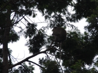 Thailand, Indonesia, Singapore (winter 2010). Climbing Mount Merapi. Wild monkey