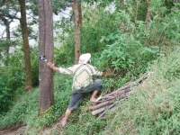 Thailand, Indonesia, Singapore (winter 2010). Local walker