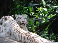 Thailand, Indonesia, Singapore (winter 2010). At the Singapore Zoo. White tigers