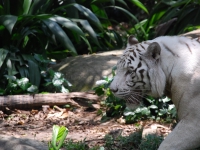 Thailand, Indonesia, Singapore (winter 2010). At the Singapore Zoo