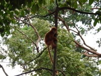 Thailand, Indonesia, Singapore (winter 2010). At the Singapore Zoo