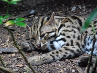 Thailand, Indonesia, Singapore (winter 2010). At the Singapore Zoo. Leopard (Bengal) cat.