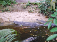 Thailand, Indonesia, Singapore (winter 2010). Crocodile?