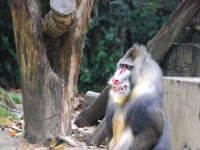 Thailand, Indonesia, Singapore (winter 2010). At the Singapore Zoo. Fang guy