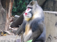 Thailand, Indonesia, Singapore (winter 2010). At the Singapore Zoo