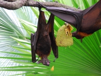 Thailand, Indonesia, Singapore (winter 2010). At the Singapore Zoo. Flying fox