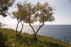 Blue Grotto