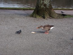 Goose versus pigeon