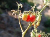 Croatia, Mlini 2017. Tomato