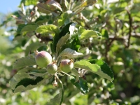 Prague, May 2017. Apples in the Františkánská zahrada park