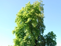 Prague, May 2017. Tree at Prague Castle