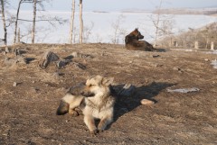 Dogs basking in the sun