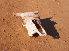 Cow's skull