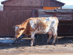 Fluffy cow