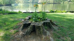 Flowerbed in the Tiergarten