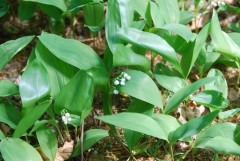 Lily of the valley