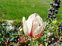 Berlin, Lübbenau, Potsdam. May 2018. And the tulip