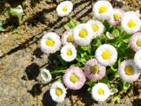 Berlin, Lübbenau, Potsdam. May 2018. Flowers