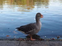 London. September 2018. Geese