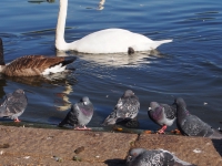 London. September 2018. Hanging out at the Hyde Park pond