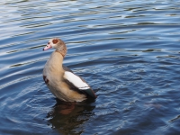 London. September 2018. Duck