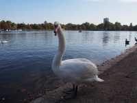 London. September 2018. Swan