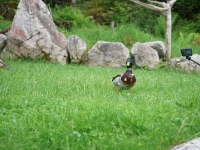 Garmish-Partenkirchen, Mittenwald, Innsbruck. May-June 2022 2022. Duck at Eibsee lake