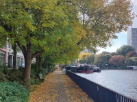 Moscow-Berlin 2021. Tree on the embankment near the house