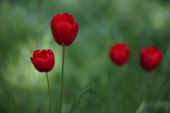 Tulips